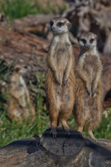 Two friends .  African animals meerkats (Timon) look attentively and curiously.