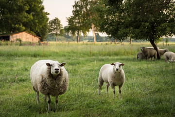Schaafe auf der Wiese.