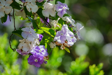 White and purple Duranta erecta blossom