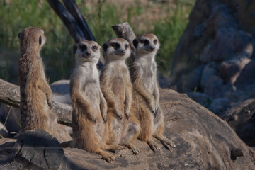 Many meerkats gathered a meeting.  African animals meerkats (Timon) look attentively and curiously.