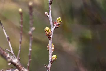 Branch with buds in a bokeh photography