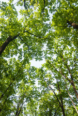 Fototapeta premium Green oaks in spring forest