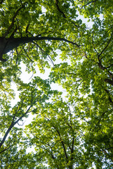 Fototapeta premium Green oaks in spring forest