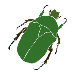 Vector illustration of green beetle. Cryptocephalus sericeus