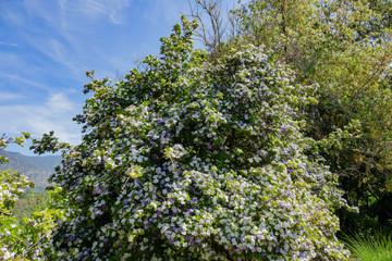 White and purple Duranta erecta blossom