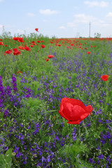Floral background with green grass, red poppy and purple larkspu