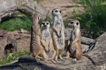  African animals meerkats (Timon) look attentively and curiously.