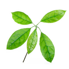 branch of leaves of avocado isolated on white background