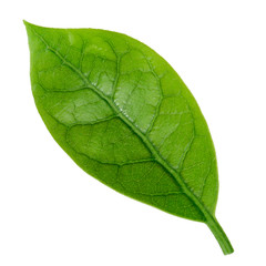 Fototapeta na wymiar fresh green leaf of avocado isolated on white