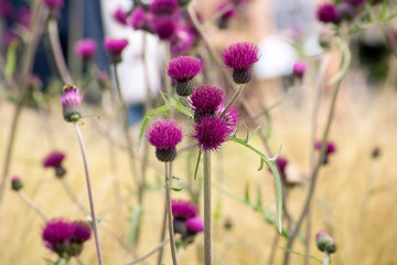 purple  thistles