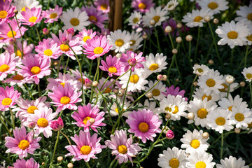 daisy pink and white