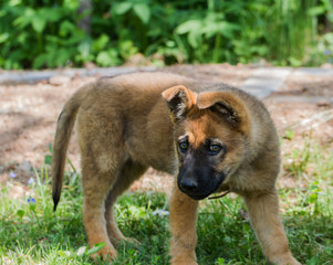 Sheepdog puppy outside.