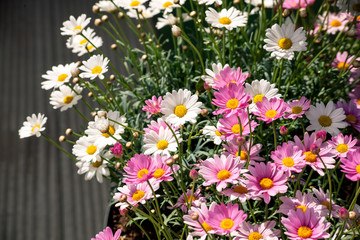 daisy pink and white
