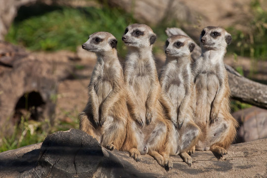 A strong company, the group form a system.  African animals meerkats (Timon) look attentively and curiously.