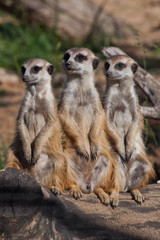 A strong company, the group form a system.  African animals meerkats (Timon) look attentively and curiously.