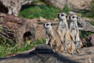  Three curious meerkats stand beautifully. African animals meerkats (Timon) look attentively and curiously.
