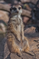 One  nice  meerkat.  African animals meerkats (Timon) look attentively and curiously.
