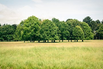 Fototapeta premium park