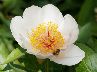 Paeonia 'Sanctus' - Gros plan sur une fleur de pivoine herbacée 'Sanctus' aux pétales arrondis, blancs crème, rougeâtre ou rosé au centre et aux étamines jaunes dorées