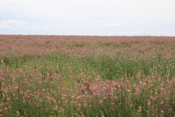 field of flowers