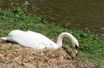 Fototapeta premium Schwan