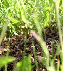  Bee swarm on green grass.