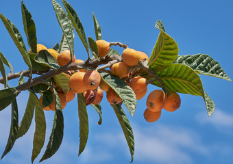 Früchte der Wollmispel., Loquat