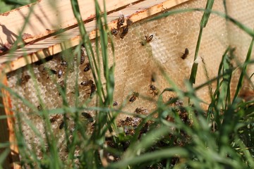  Bee swarm on green grass.