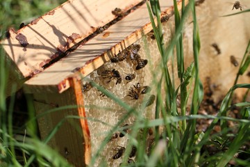  Bee swarm on green grass.