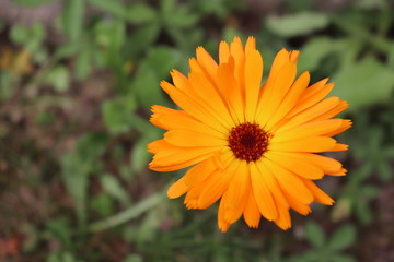 Calendula flower 