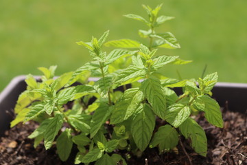 Mint plant in the garden