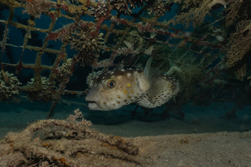 Fish swim in the Red Sea, colorful fish, Eilat Israel