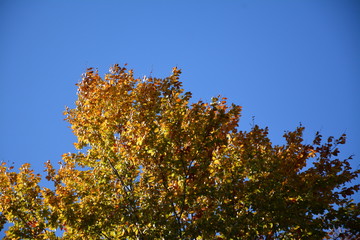 Fototapeta na wymiar Yellow autumn tree in the forest on a background of clear blue sky