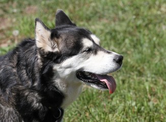 Husky dog in countryside.