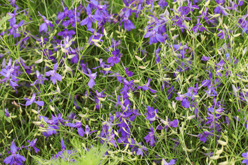 Solid floral background of herb larkspur with violet flowers