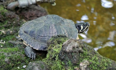 Schildkröte