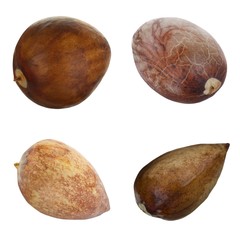 set of seeds of avocado isolated on white background