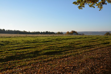 Fototapeta na wymiar Road in the forest and field on a clear autumn day