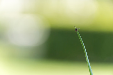Castor Bean Tick (Ixodes ricinus)
