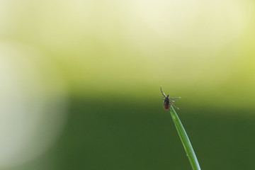 Castor Bean Tick (Ixodes ricinus)