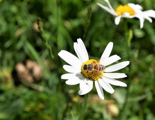 br&uuml;tender Schwan