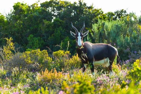BONTEBOK (Damaliscus pygargus), West Coast National Park, Western Cape province, South Africa, Africa