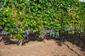 Vineyards at sunset in autumn harvest