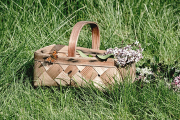 butterfly on flower basket in garden