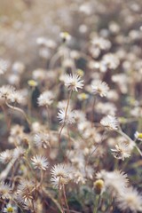 Dry brown grass flower field, weed plant closeup