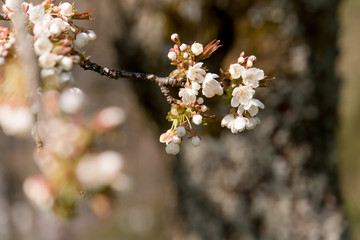 Cherry Tree blossom 