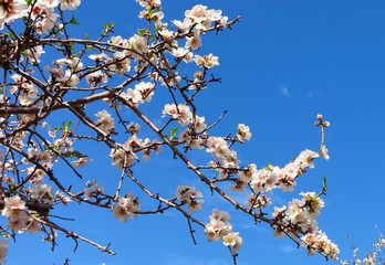 Blooming spring orchard. Flowering branches of almond trees with fluffy white and pink flowers. Springtime garden 