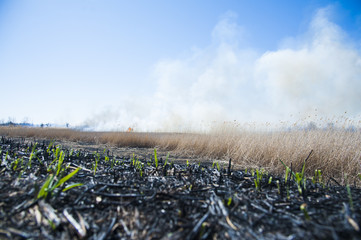 Fire, strong smoke. Burning reed in the swamp. Natural disaster