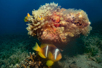 Clownfish in the Red Sea Colorful and beautiful, Eilat Israel