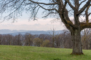 Obraz premium Cherry Tree blossom 